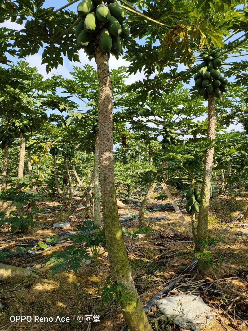 广东省茂名市木瓜种植基地