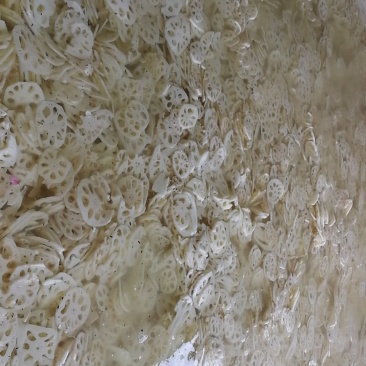 长期供应优质盐渍藕片