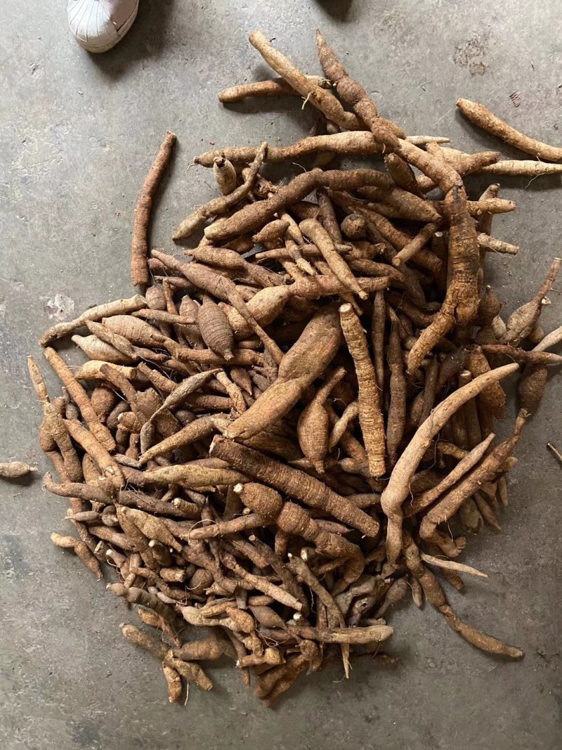 小叶牛大力薯野生金钟根倒吊金钟猪脚笠山卡卡黑黄牛