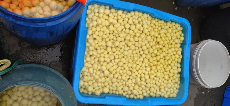 小王小土豆批发零售产地直共是我的优势