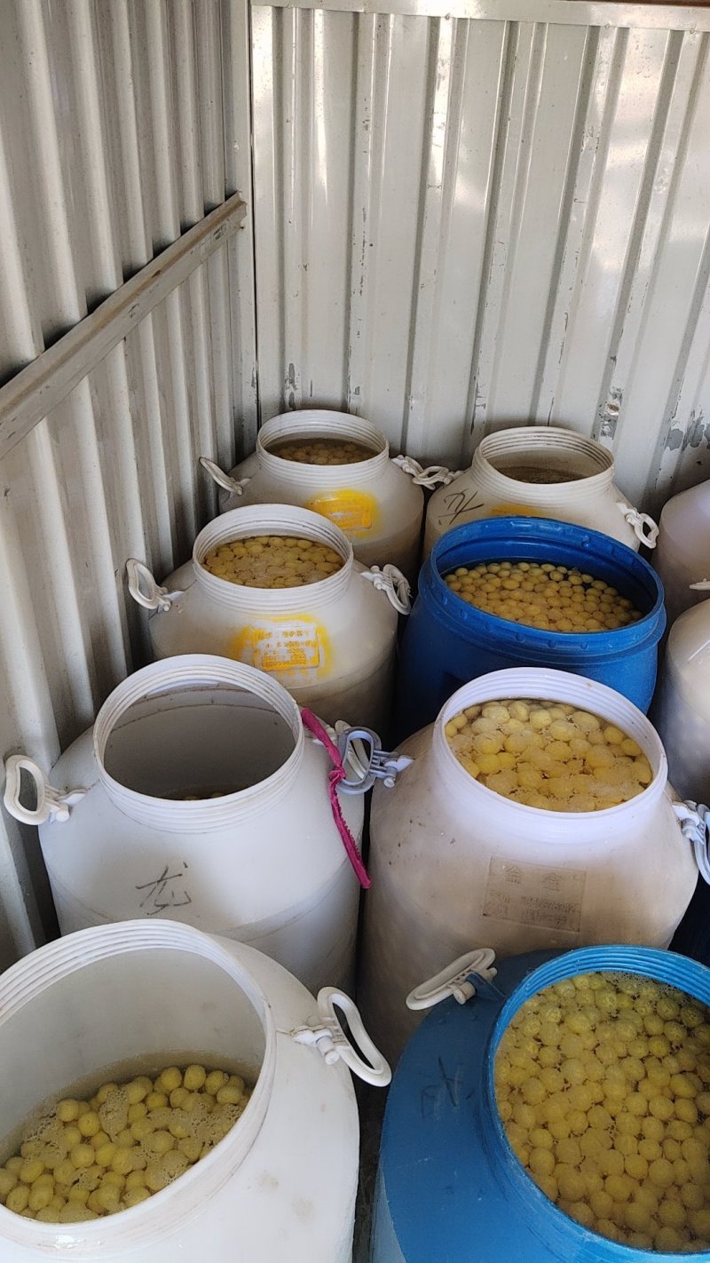 小王小土豆批发零售产地直共是我的优势