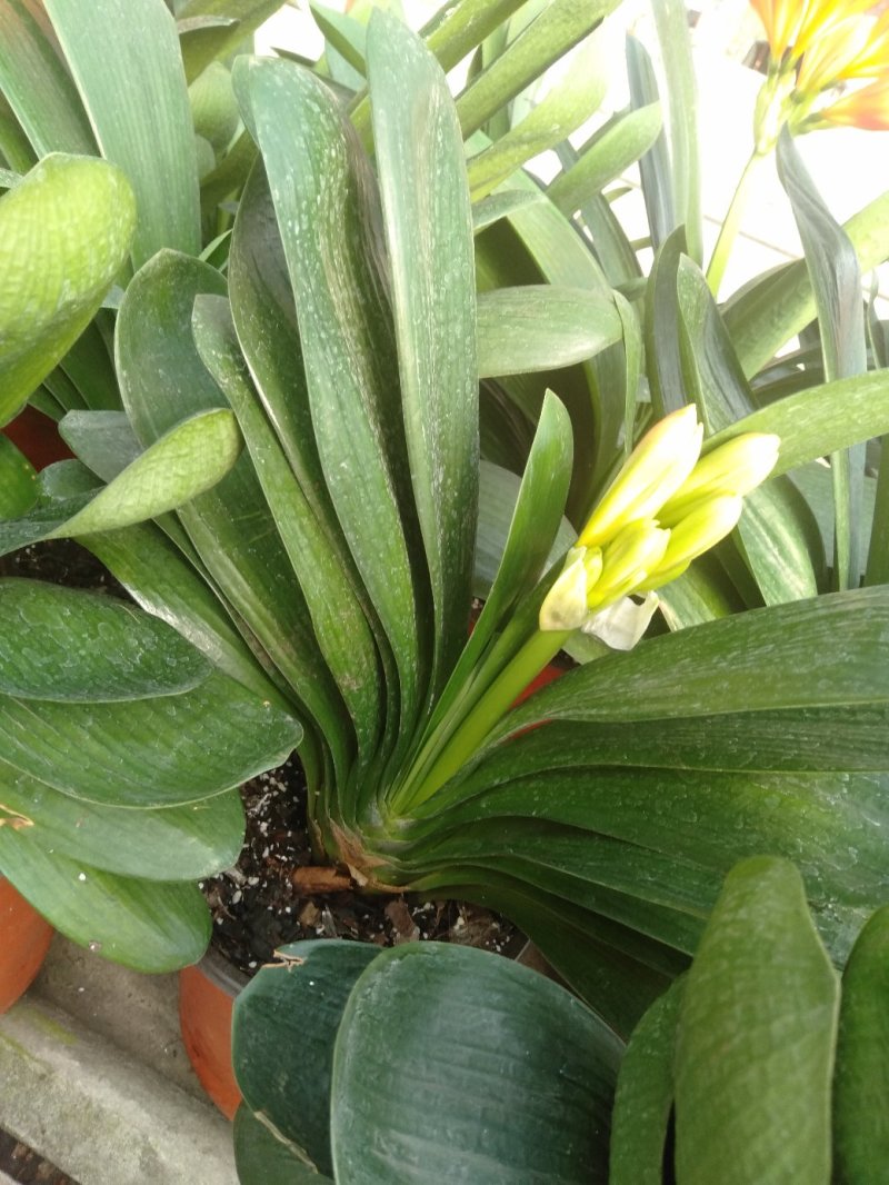 君子兰上箭子花果兰系