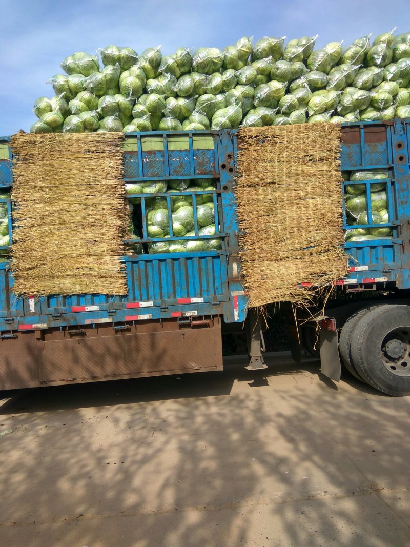 奥奇娜扁包菜上市了3一5斤质量好价格美丽可天天发车