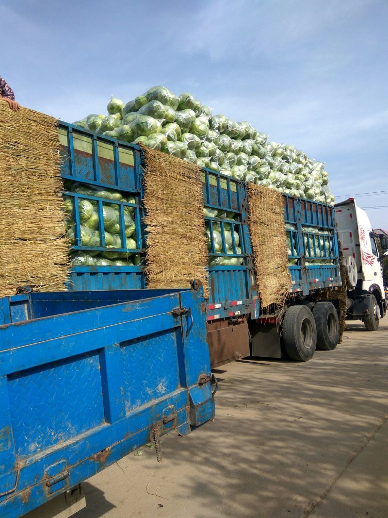 河南冬升扁包菜3一5斤左右质量好原产地销售价格便宜