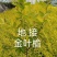 【聚便宜批发走货】地接金叶榆杯苗大地苗支持线上绿化庭院