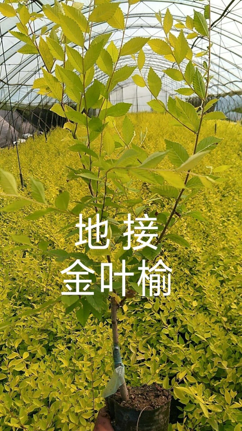 【聚便宜批发走货】地接金叶榆杯苗大地苗支持线上绿化庭院