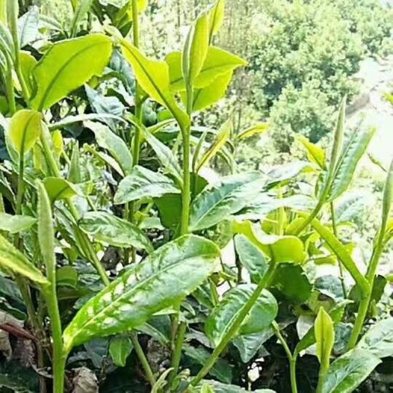 竹叶青茶