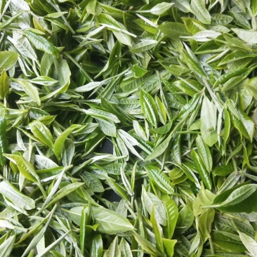 竹叶青茶