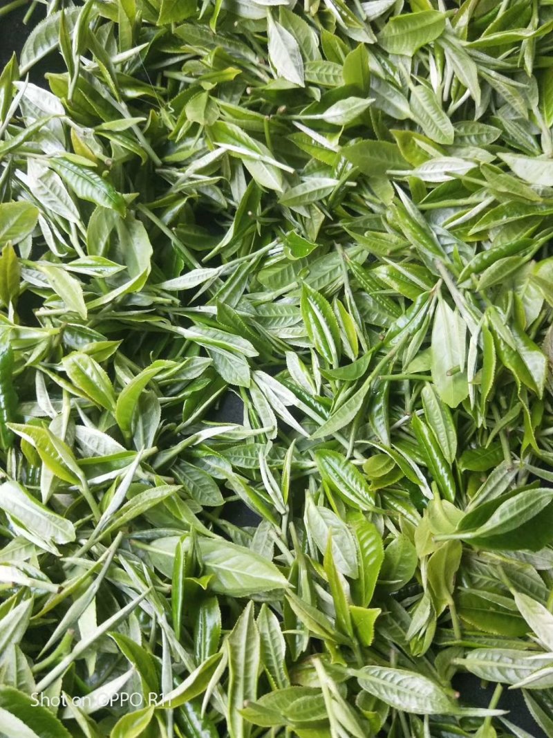 竹叶青茶