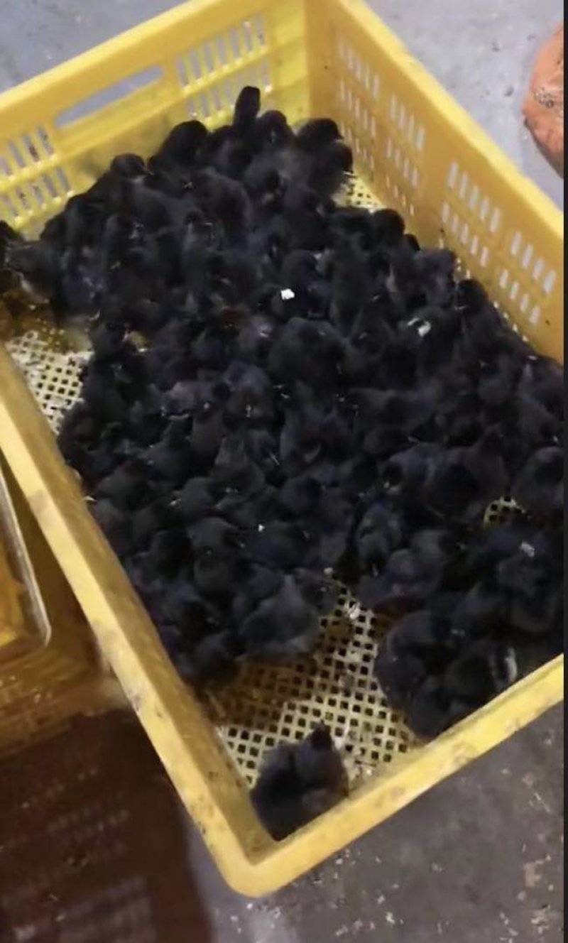乌骨鸡苗厂家直销包疫苗成活