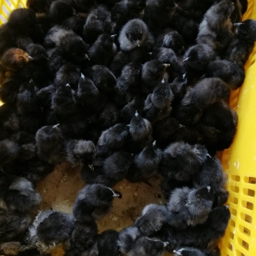 乌骨鸡苗厂家直销包疫苗成活