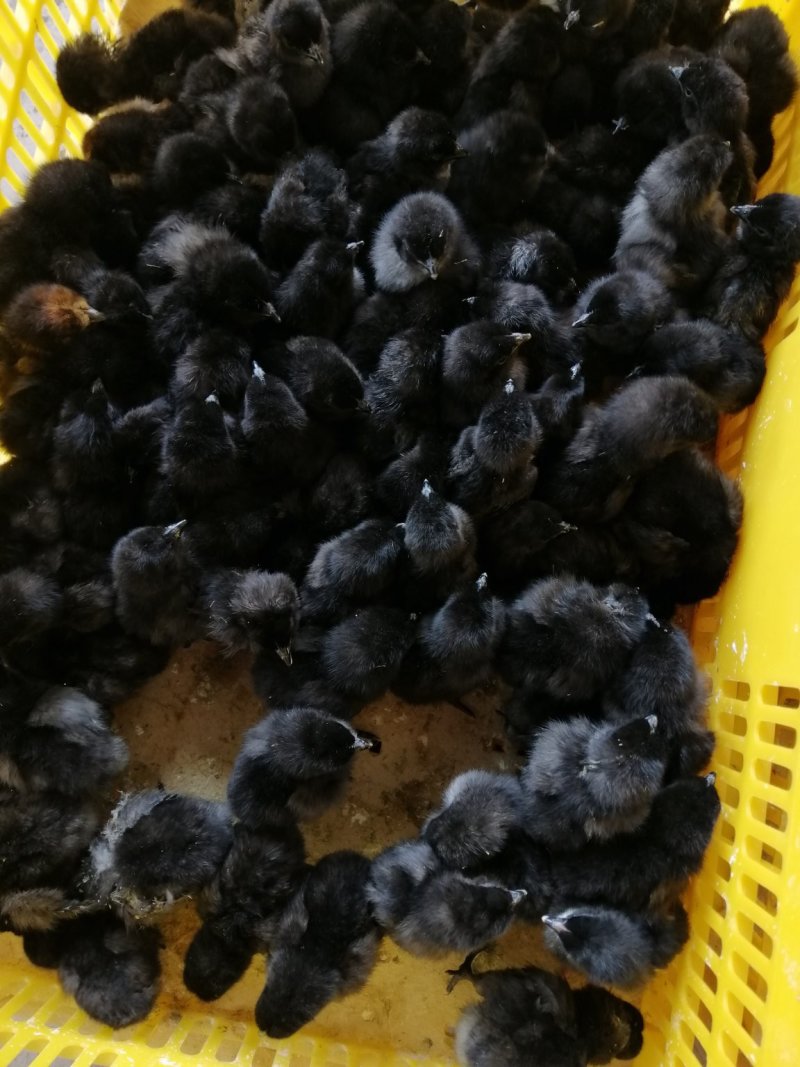 乌骨鸡苗厂家直销包疫苗成活