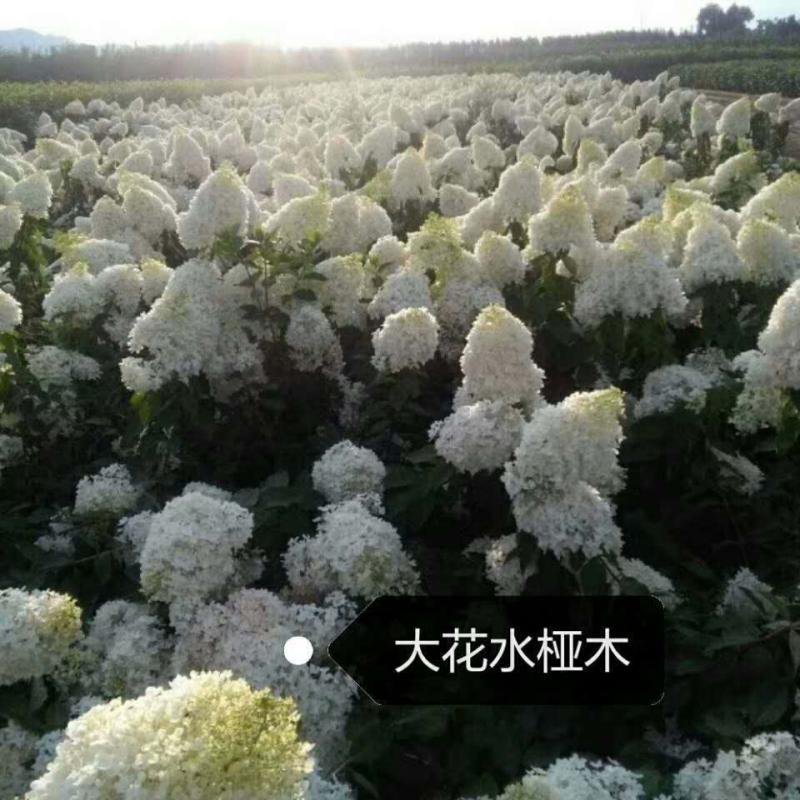 木绣球