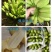 广西新鲜水果芭蕉围墙装饰大纲词汇天然