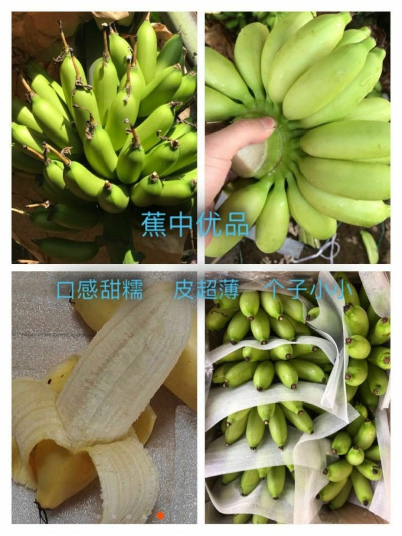 广西新鲜水果芭蕉围墙装饰大纲词汇天然
