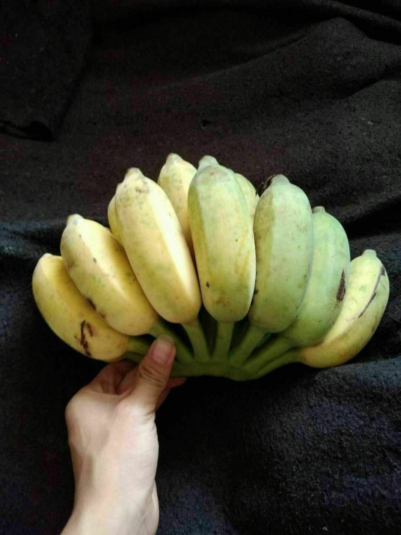 广西新鲜水果芭蕉围墙装饰大纲词汇天然