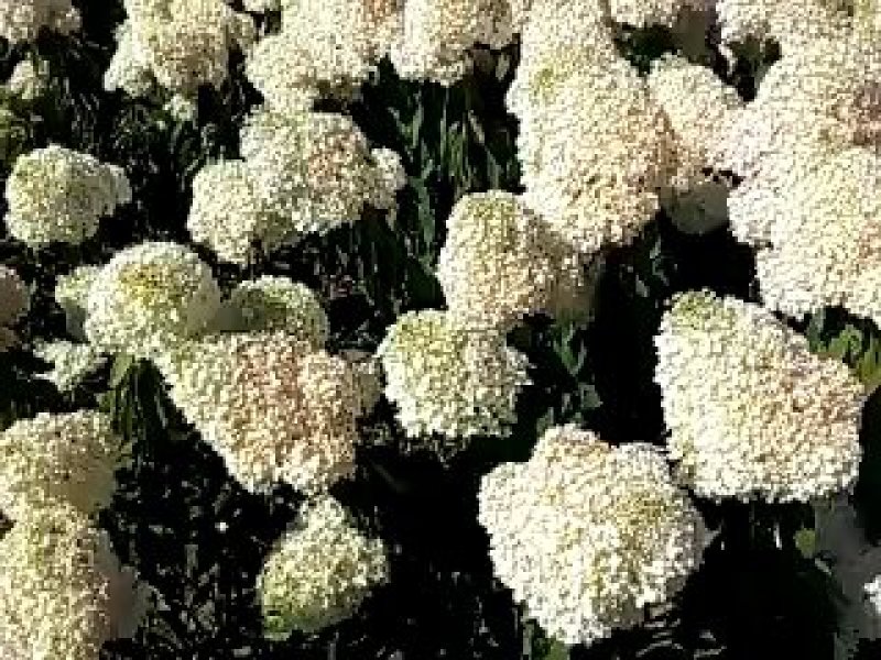 木绣球