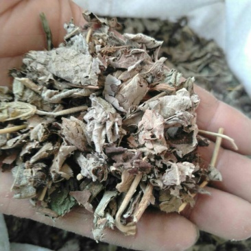 白背叶产地直供支持线上交易可搭配多品种采购大货联系