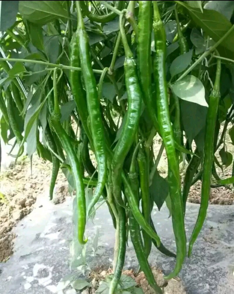 朝天椒苗艳红辣椒苗高产干辣椒干鲜2用小米辣