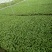 朝天椒苗艳红辣椒苗高产干辣椒干鲜2用小米辣