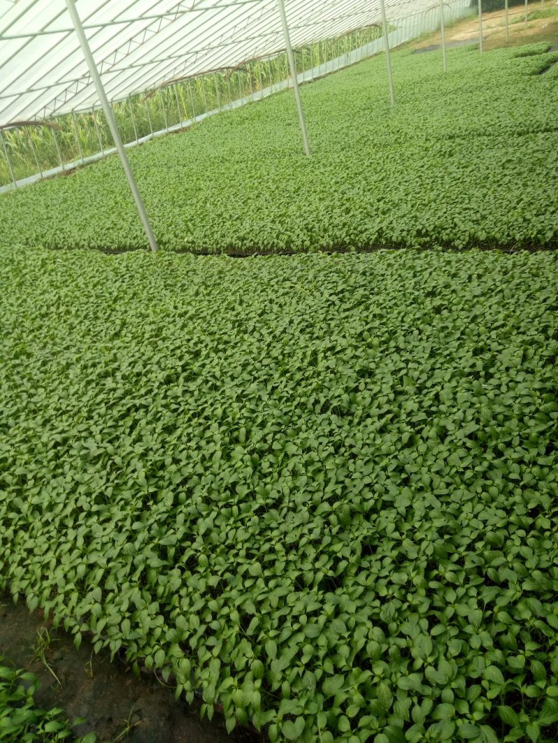 朝天椒苗艳红辣椒苗高产干辣椒干鲜2用小米辣