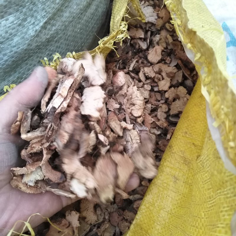 金荞麦