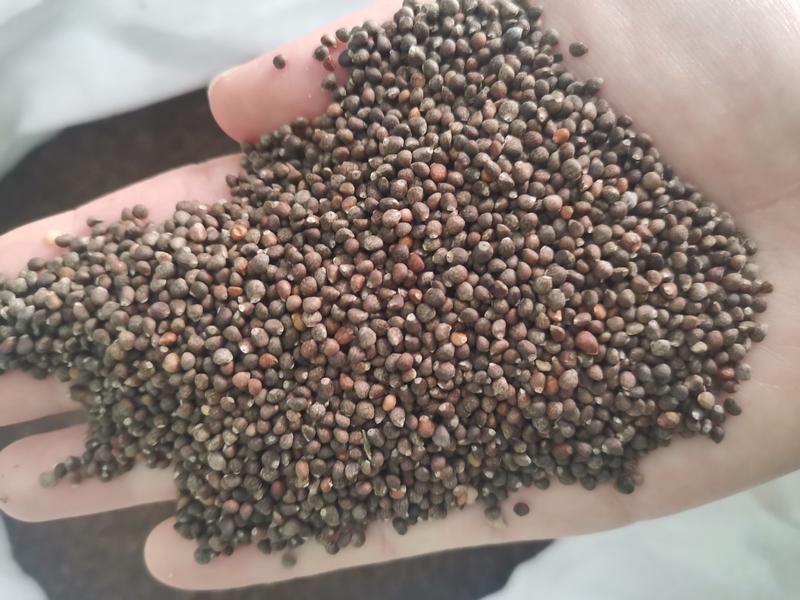 紫苏种子一年生草本提供种植技术一件代发