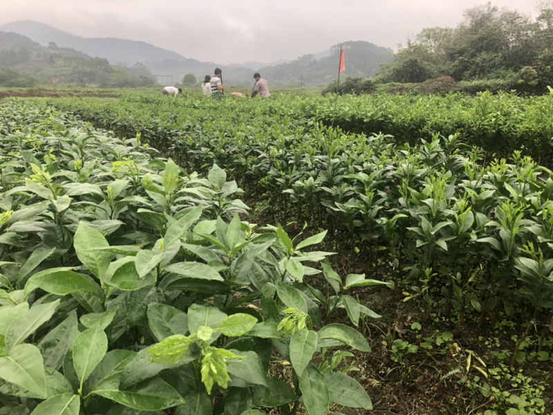 红心橙嫁接优质品种果苗