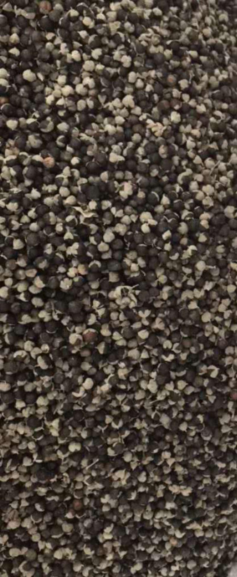 蔓荆子万京子【包邮】三斤起发货可批量可零售量大从优