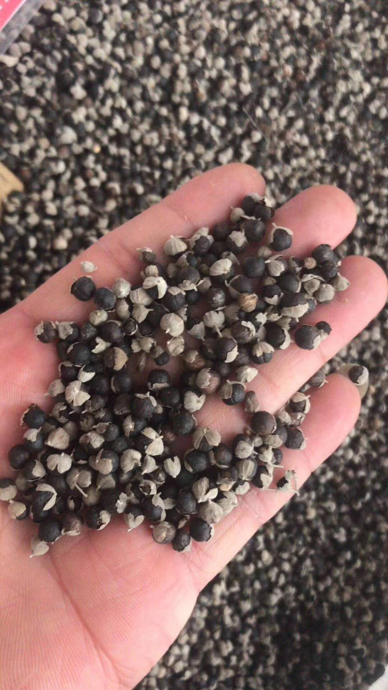 蔓荆子万京子【包邮】三斤起发货可批量可零售量大从优