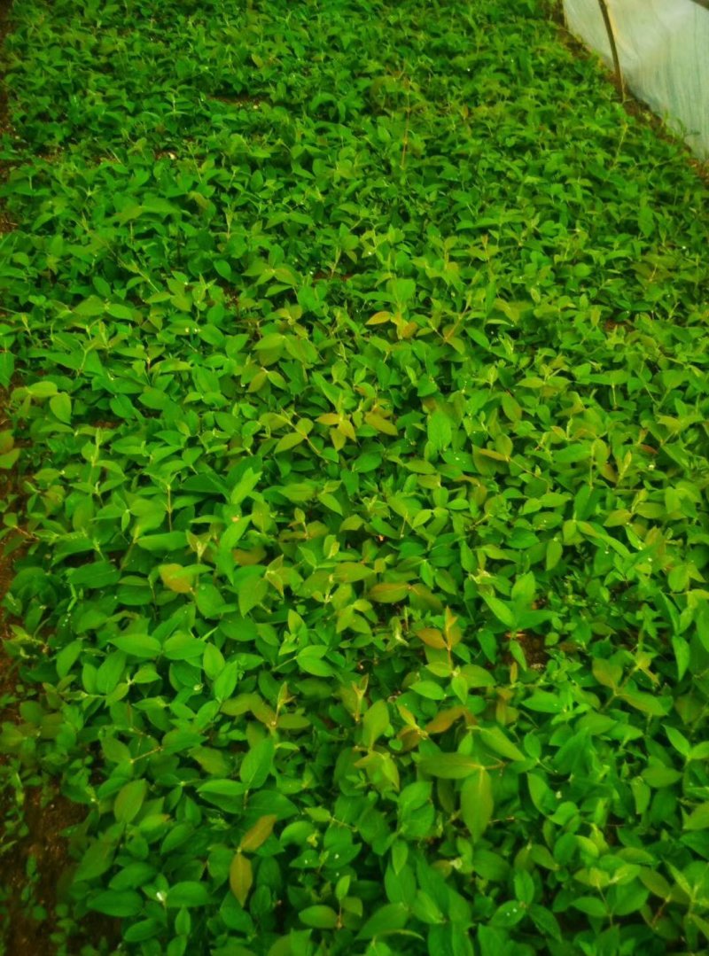 湘蕾金银花嫁接苗，湘蕾5号，品种纯，成活高