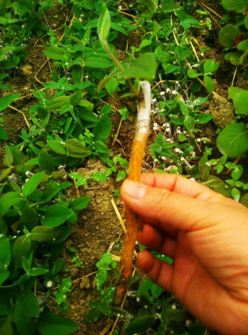 湘蕾金银花嫁接苗，湘蕾5号，品种纯，成活高