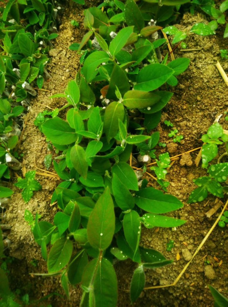 湘蕾金银花嫁接苗，湘蕾5号，品种纯，成活高