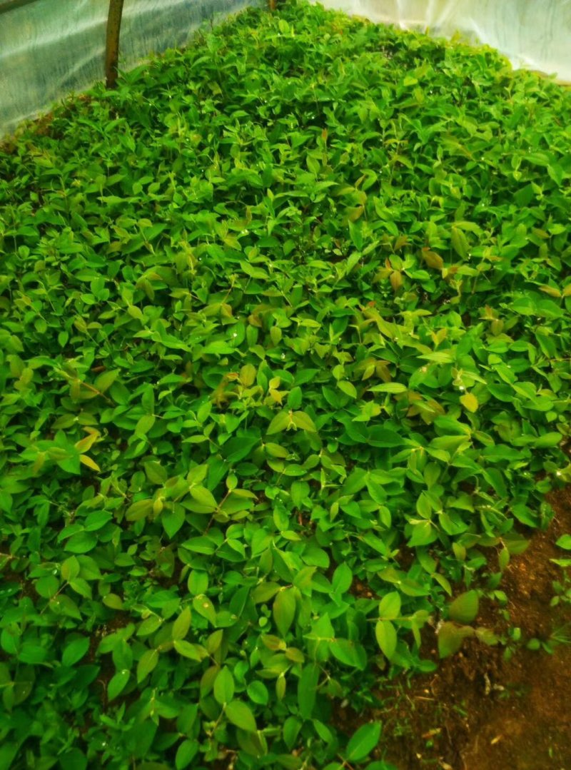 湘蕾金银花嫁接苗，湘蕾5号，品种纯，成活高