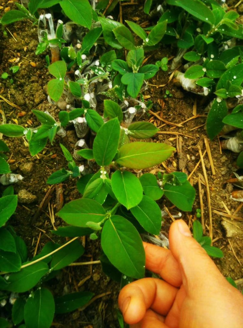 湘蕾金银花嫁接苗，湘蕾5号，品种纯，成活高
