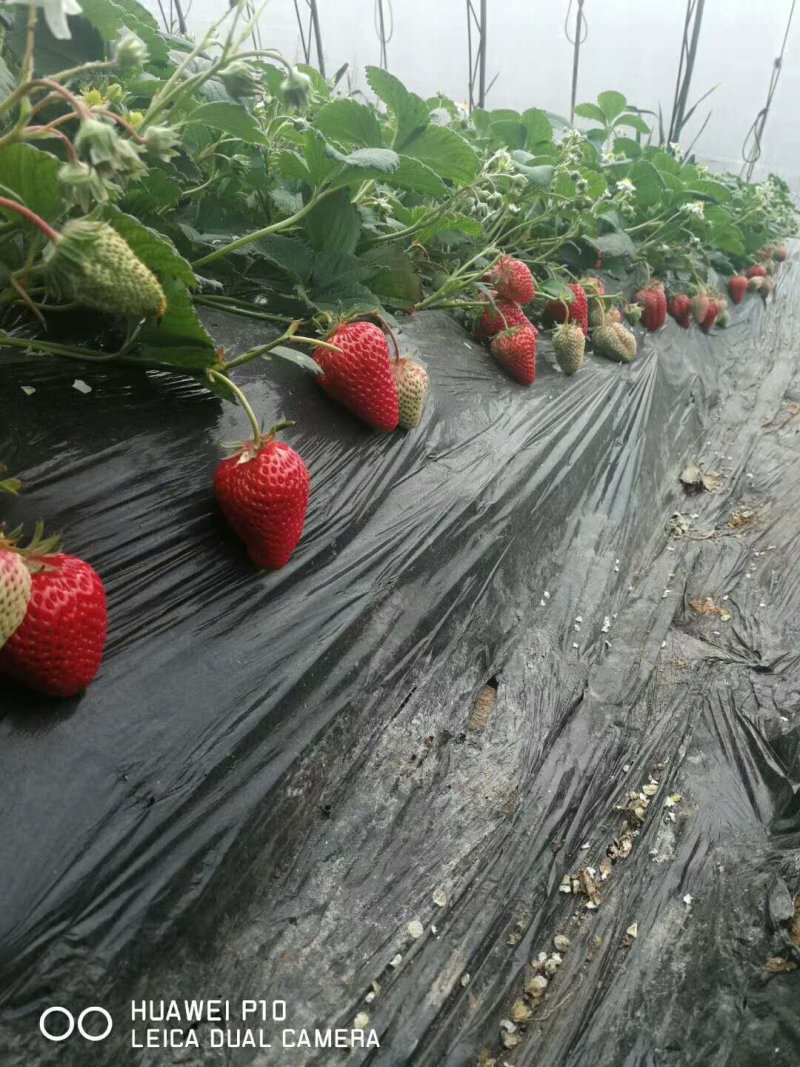 内含新加坡进口膨化磷酸二氢钾，促生根，膨大，增甜