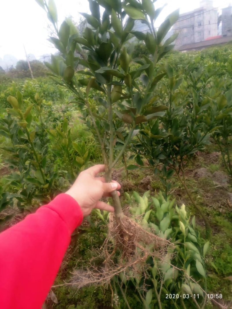 脆皮金桔，脆蜜金桔嫁接苗裸根大量货