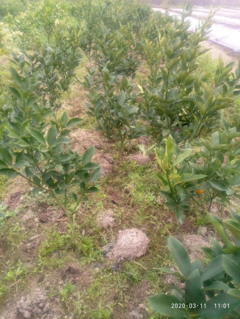 脆皮金桔，脆蜜金桔嫁接苗裸根大量货