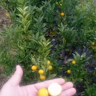 脆皮金桔，脆蜜金桔嫁接苗裸根大量货