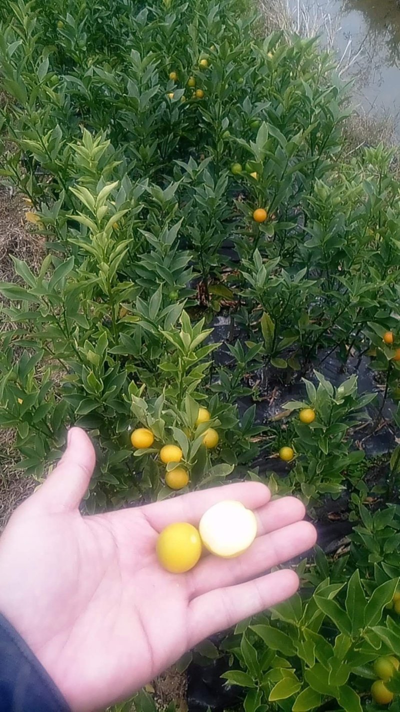 脆皮金桔，脆蜜金桔嫁接苗裸根大量货