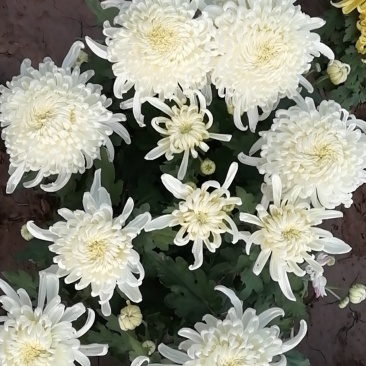 菊花