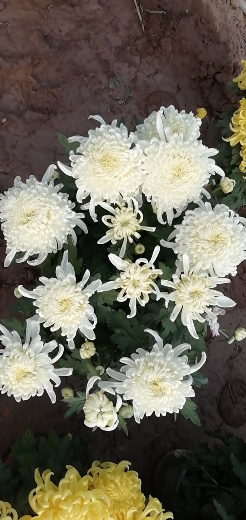 菊花