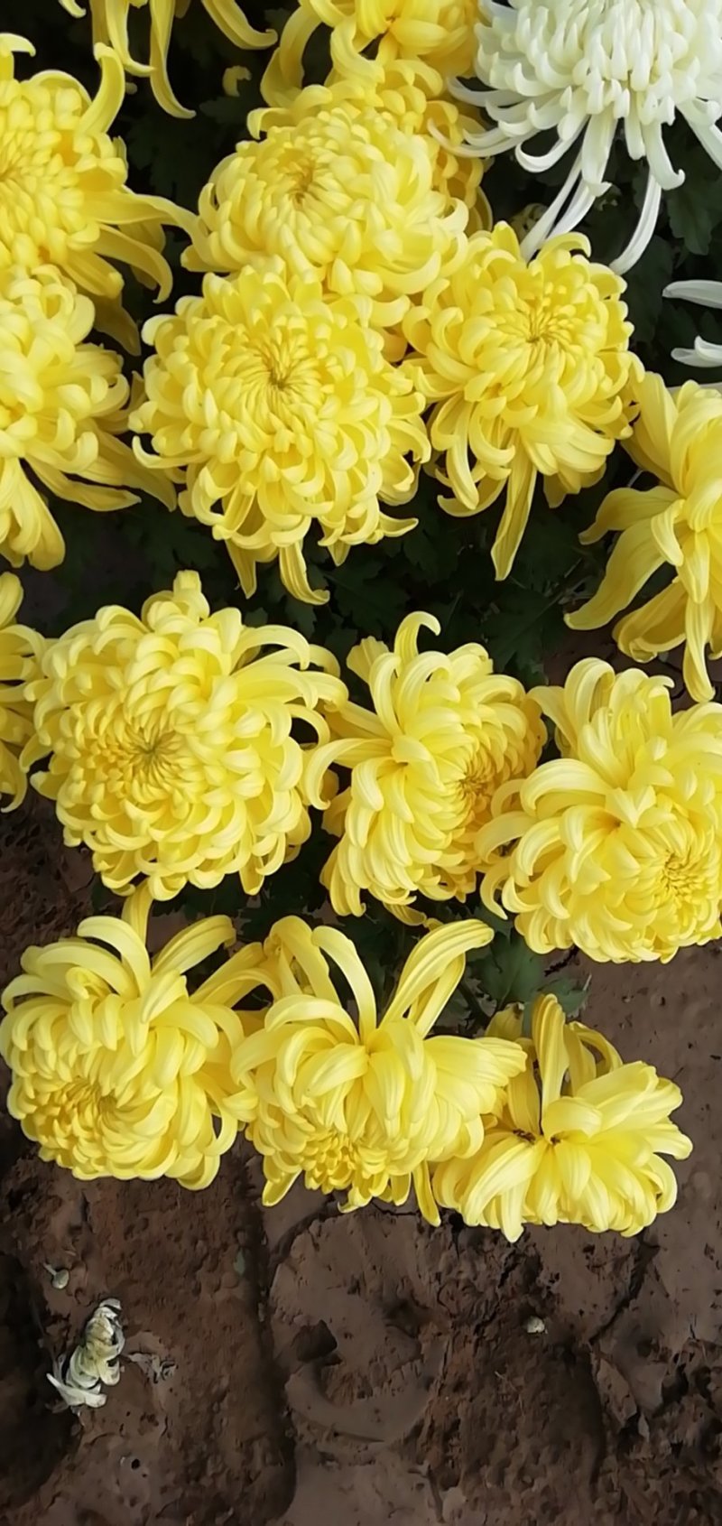 菊花