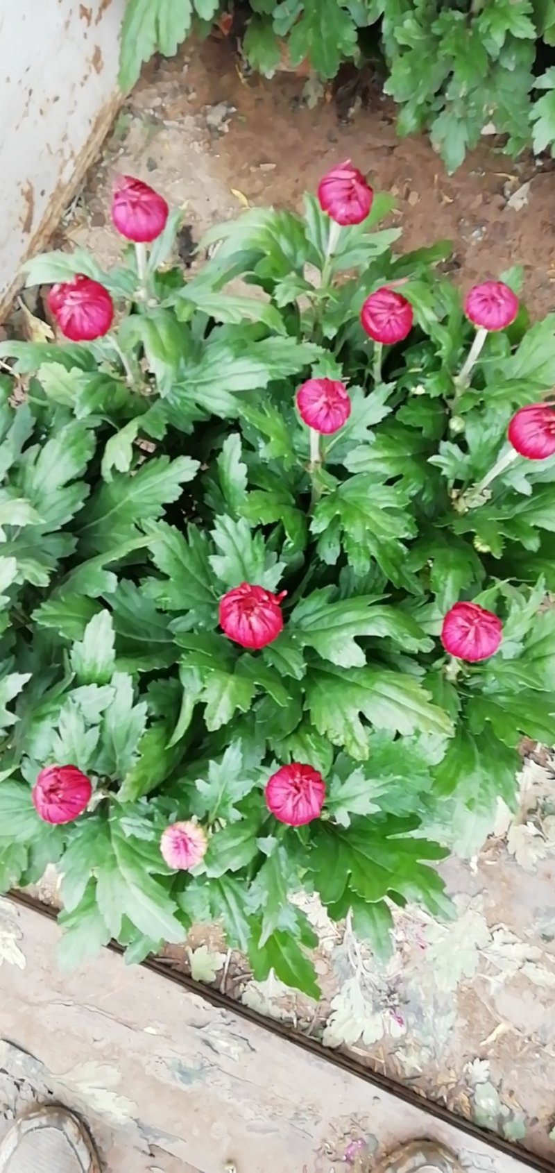 菊花
