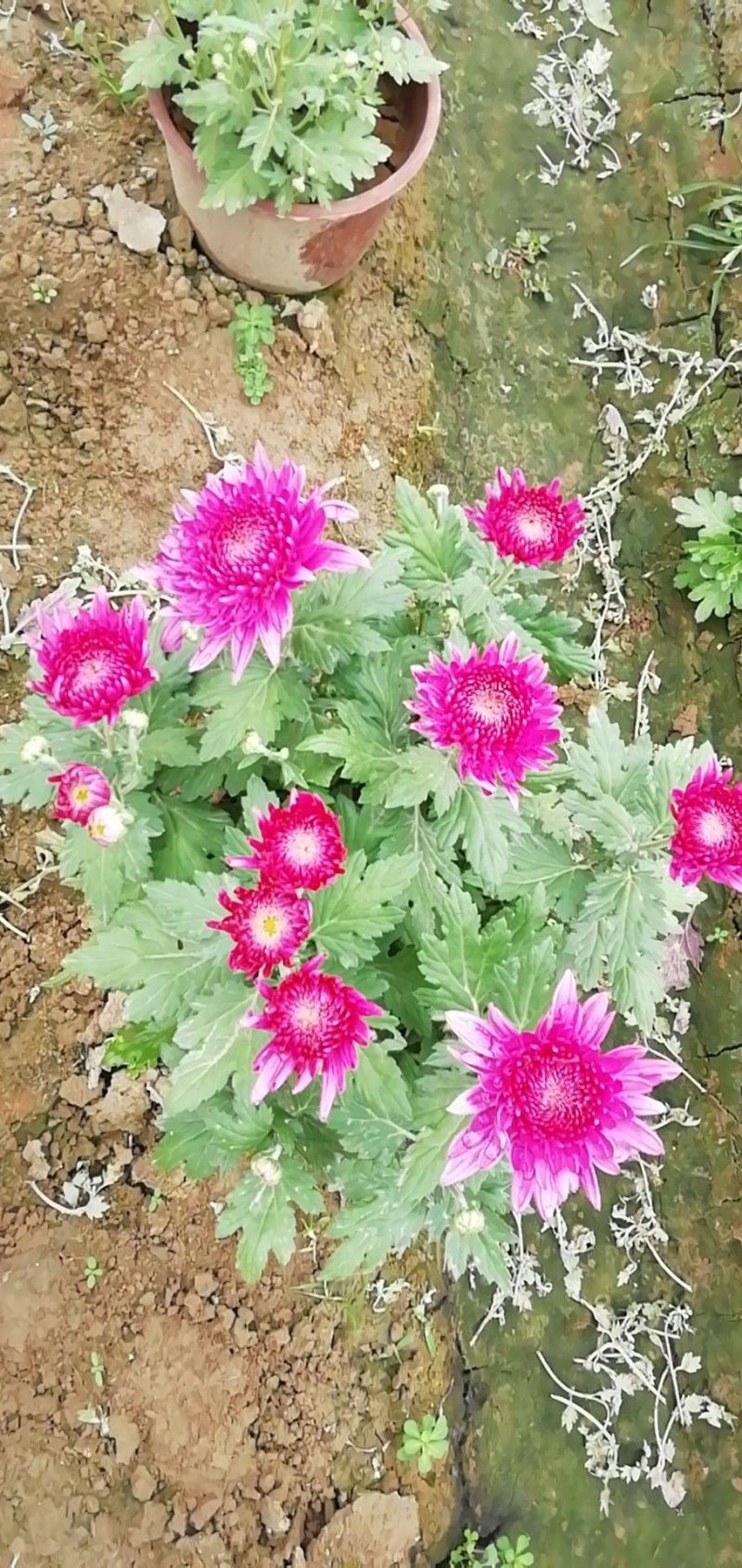 菊花