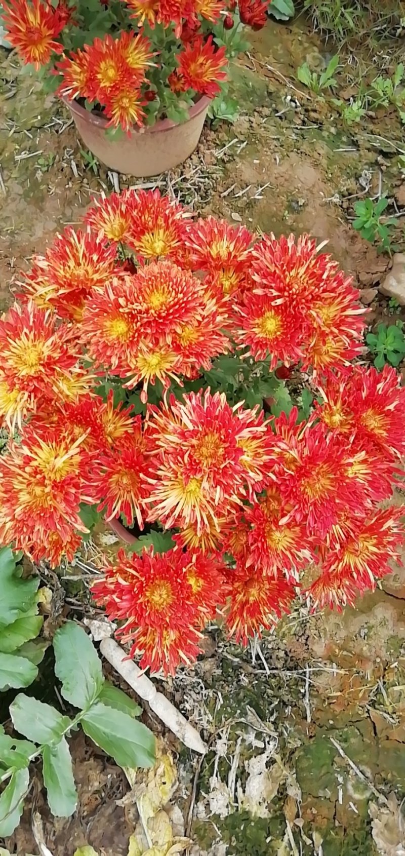 菊花