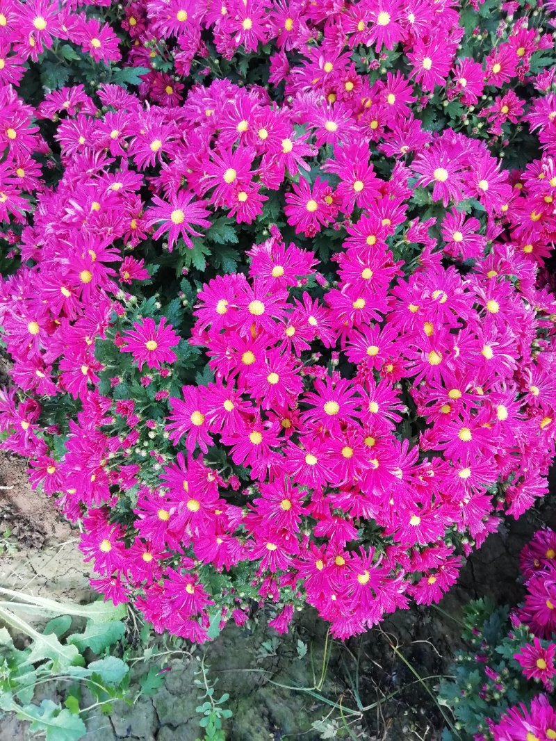 菊花