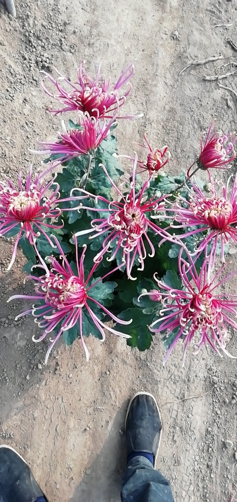 菊花