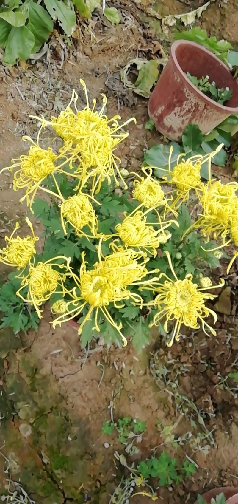 菊花