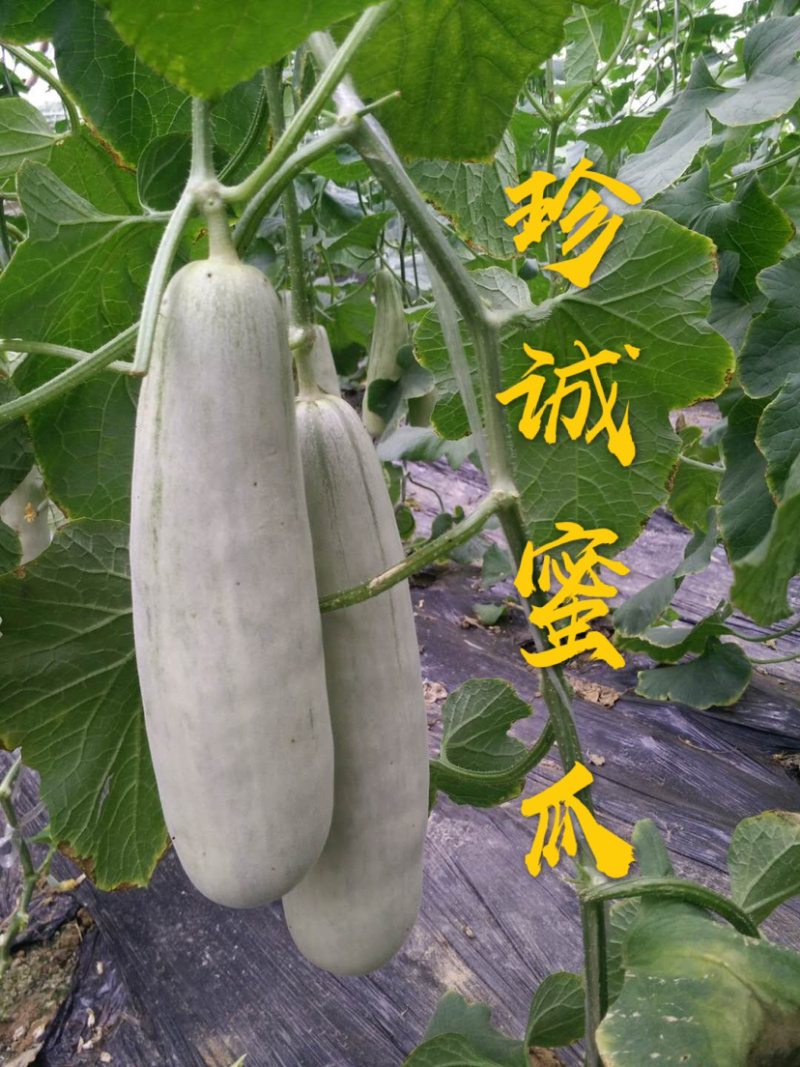 万亩羊角蜜甜瓜基地货量大价格低专业供应